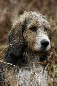 Welsh Foxhound Photographs by Betty Fold Gallery